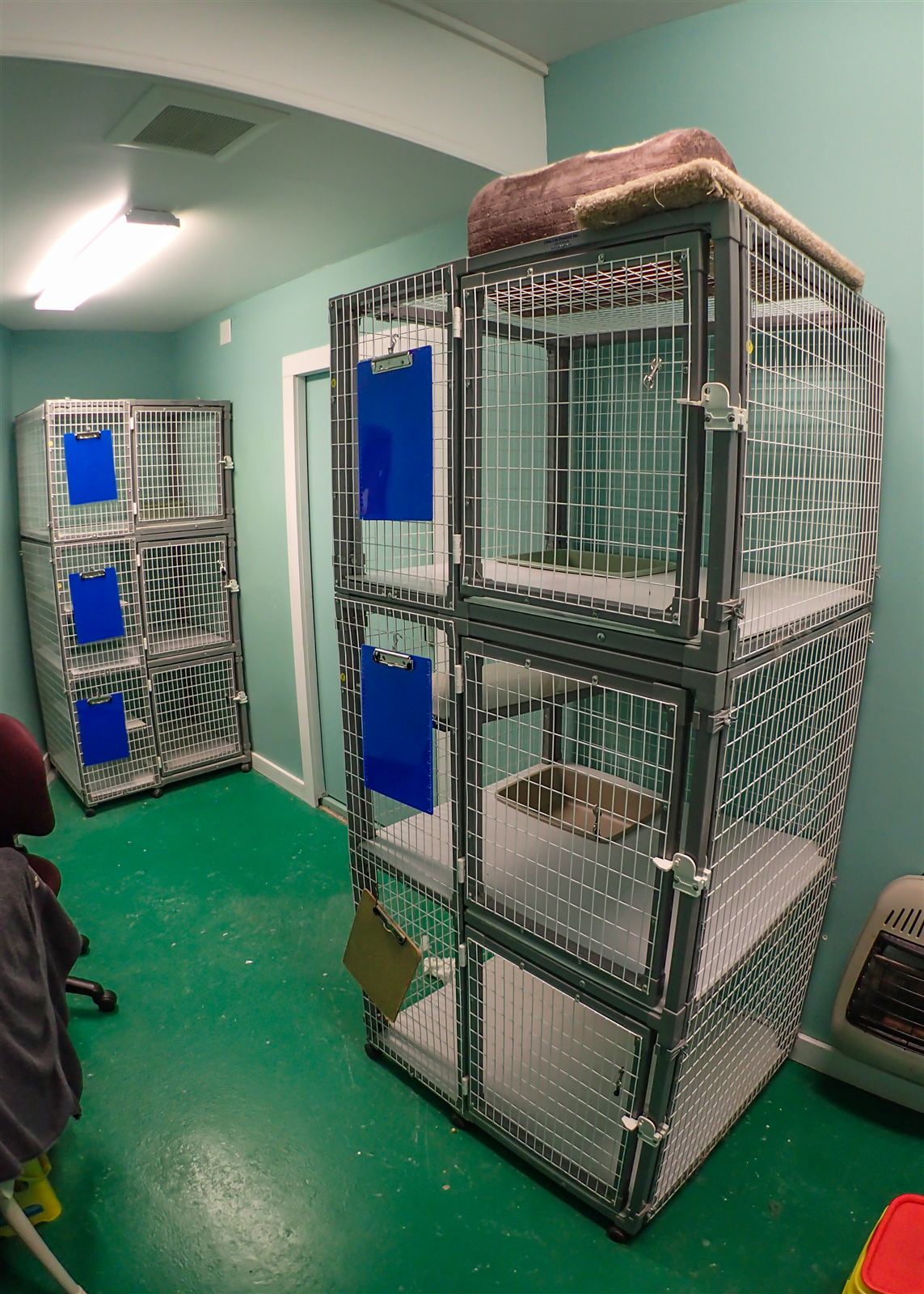 Multi-level cat condos in the separate cat boarding room