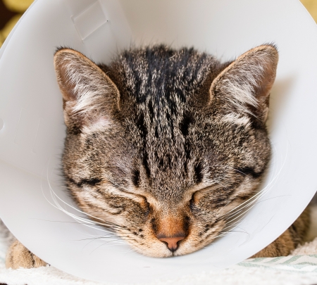 Veterinary care