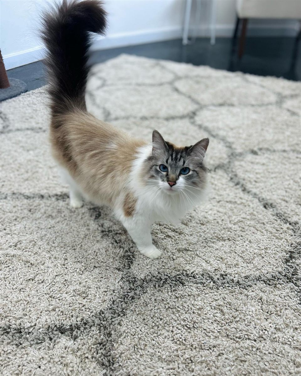 A fluffy cat relaxing on a soft rug