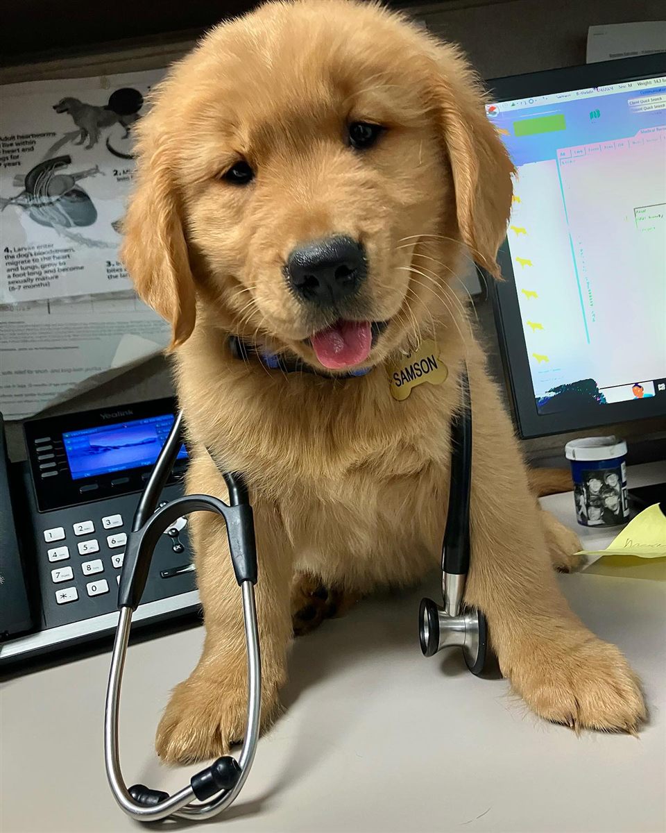 A golden retriever puppy with a stethoscope at the front desk