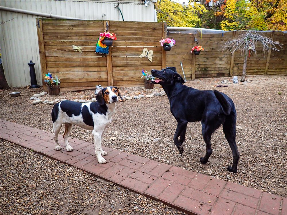 A hound mix and a black Labrador meeting on the brick path