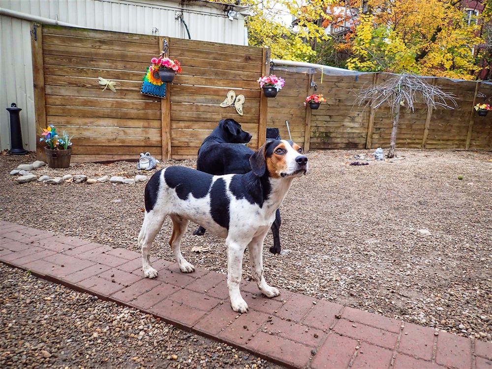 A tricolor hound standing on the brick path in the yard