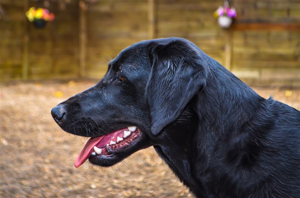 A happy black Labrador in profile