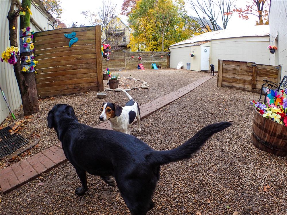 Dogs exploring the yard path toward the hospital building