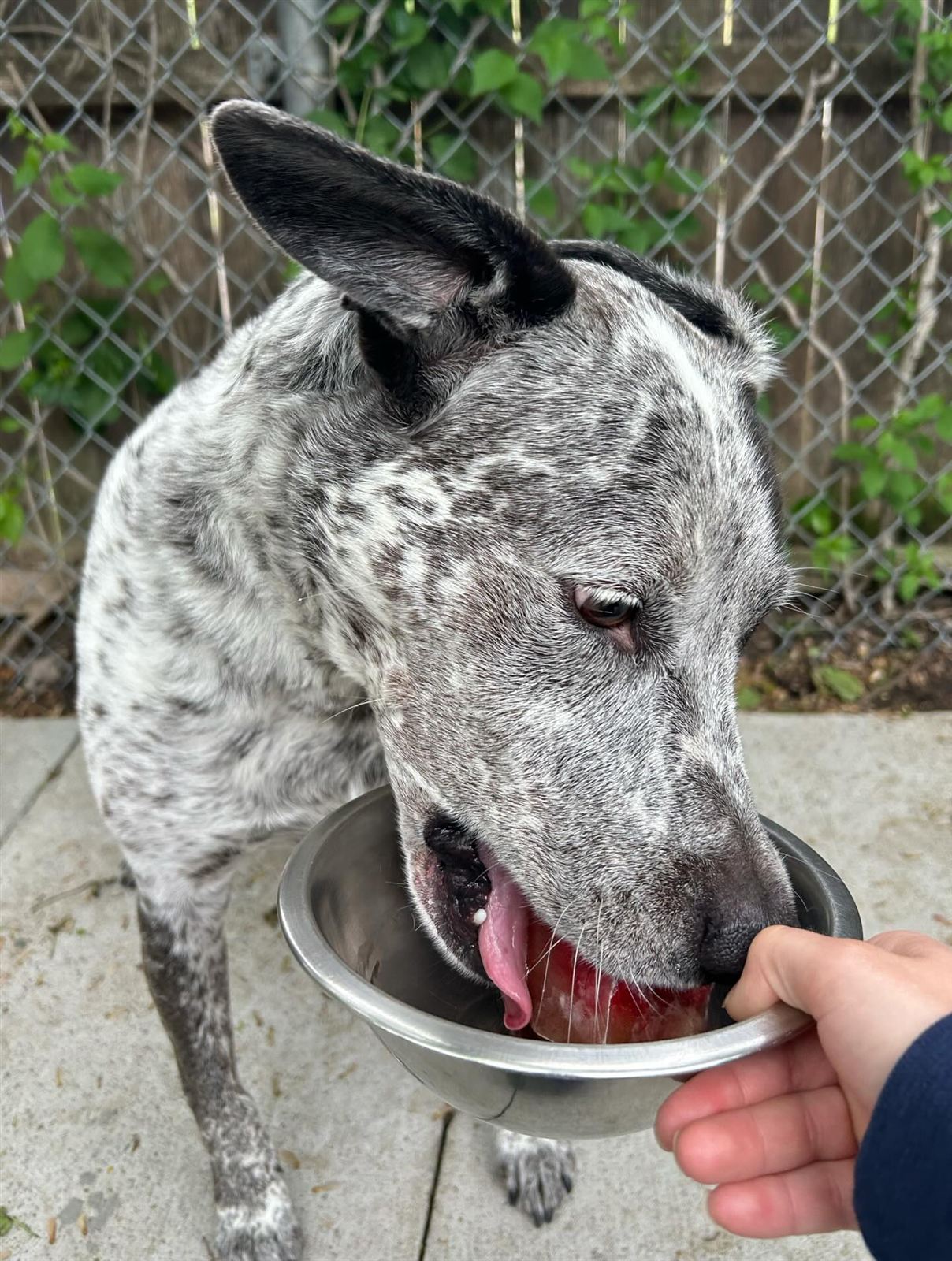 A dog enjoying a frozen pupsicle