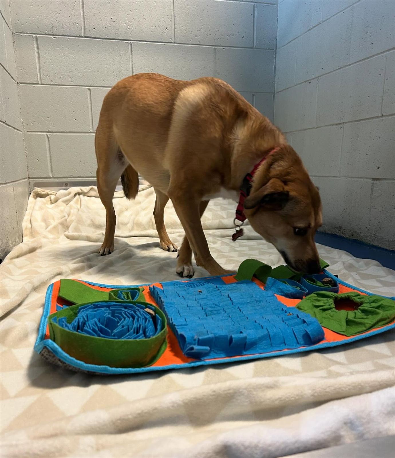 A boarding guest working a snuffle mat in her Four Paws suite