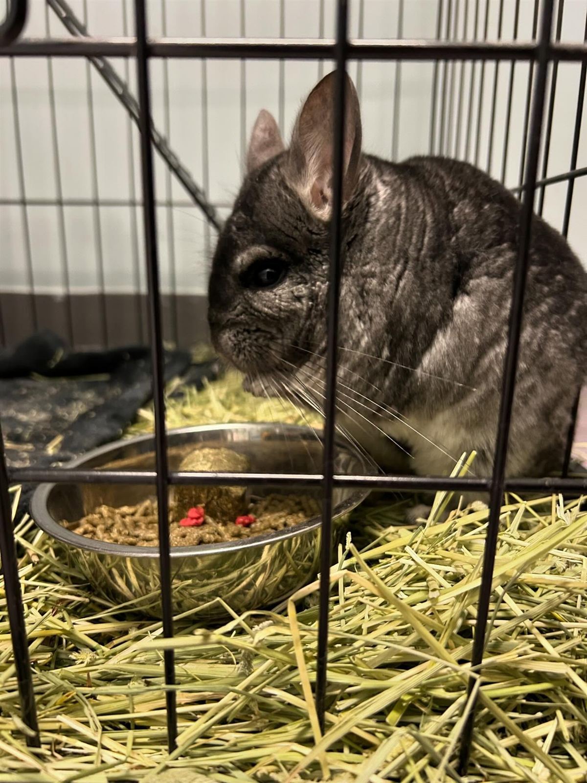 A chinchilla boarding guest