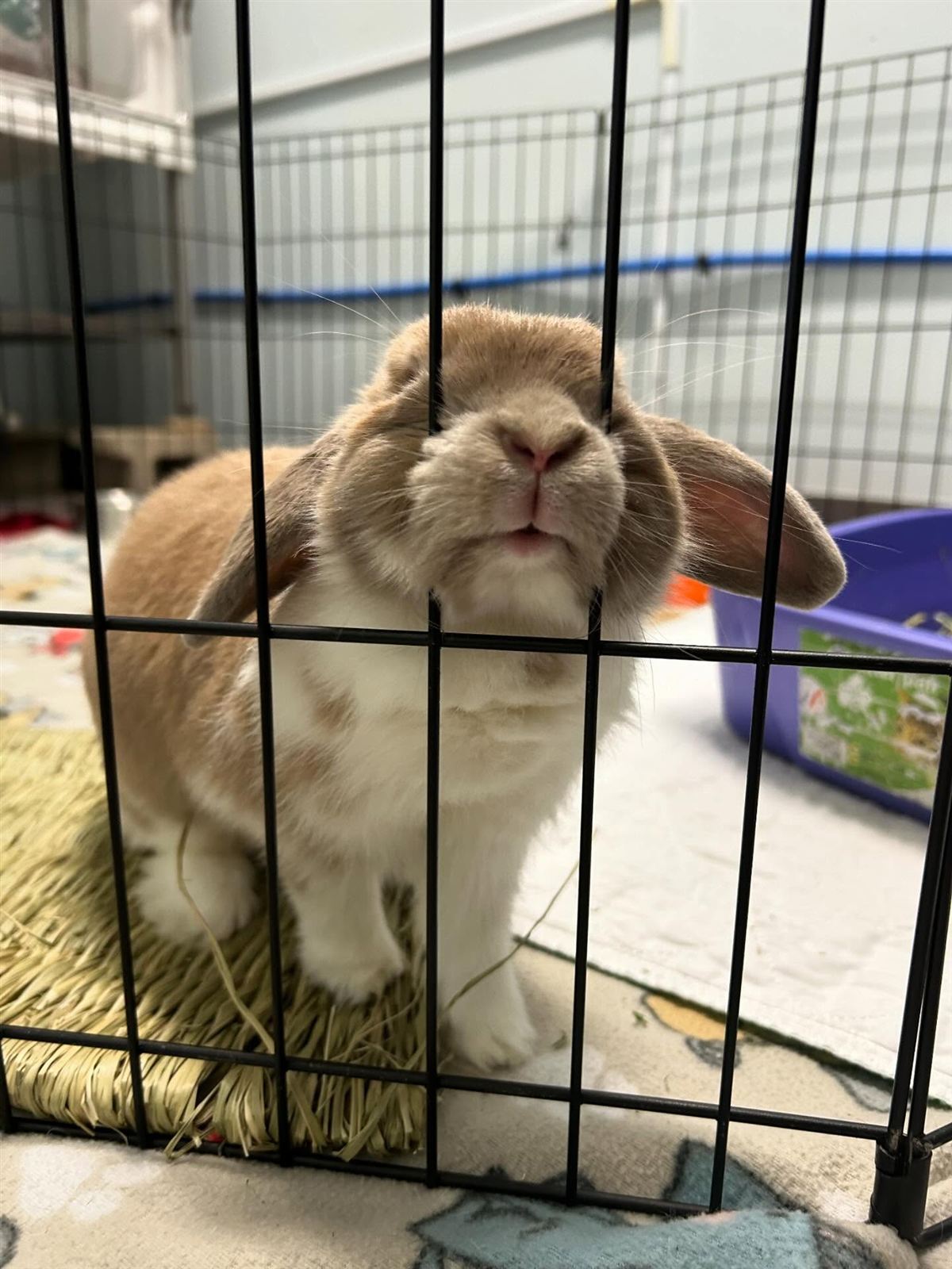 A rabbit relaxing in its boarding enclosure