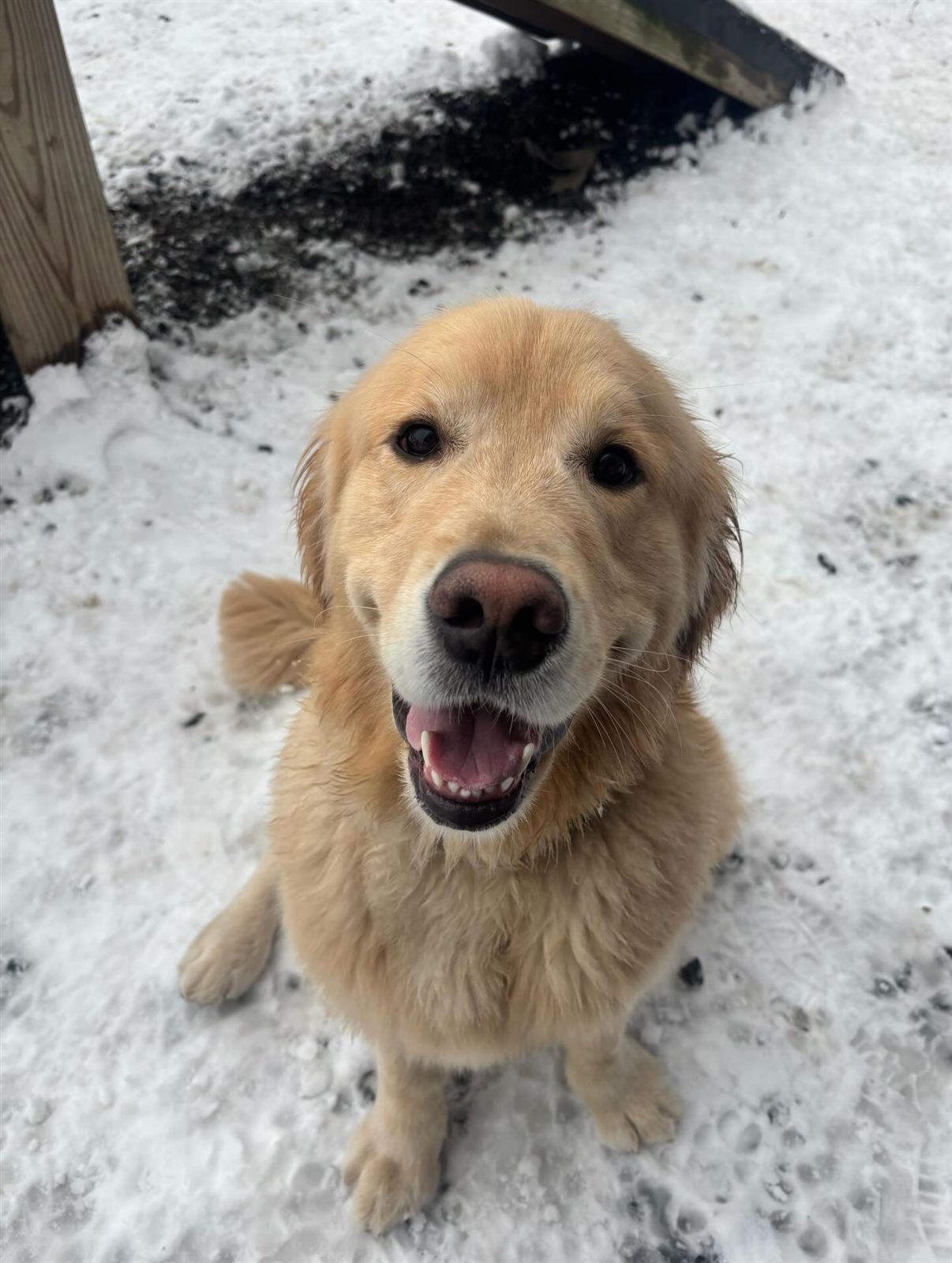 A golden retriever sitting in the snow