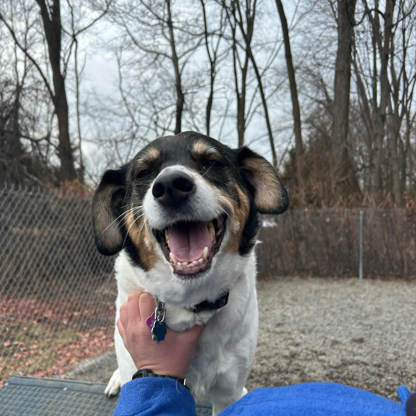 A happy dog getting a scratch from a Four Paws staff member