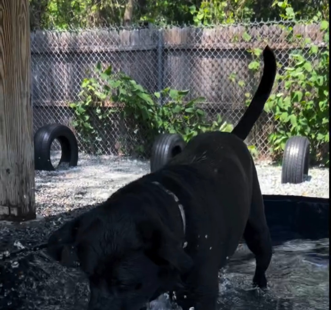 A black Labrador splashing in the Four Paws dog pool
