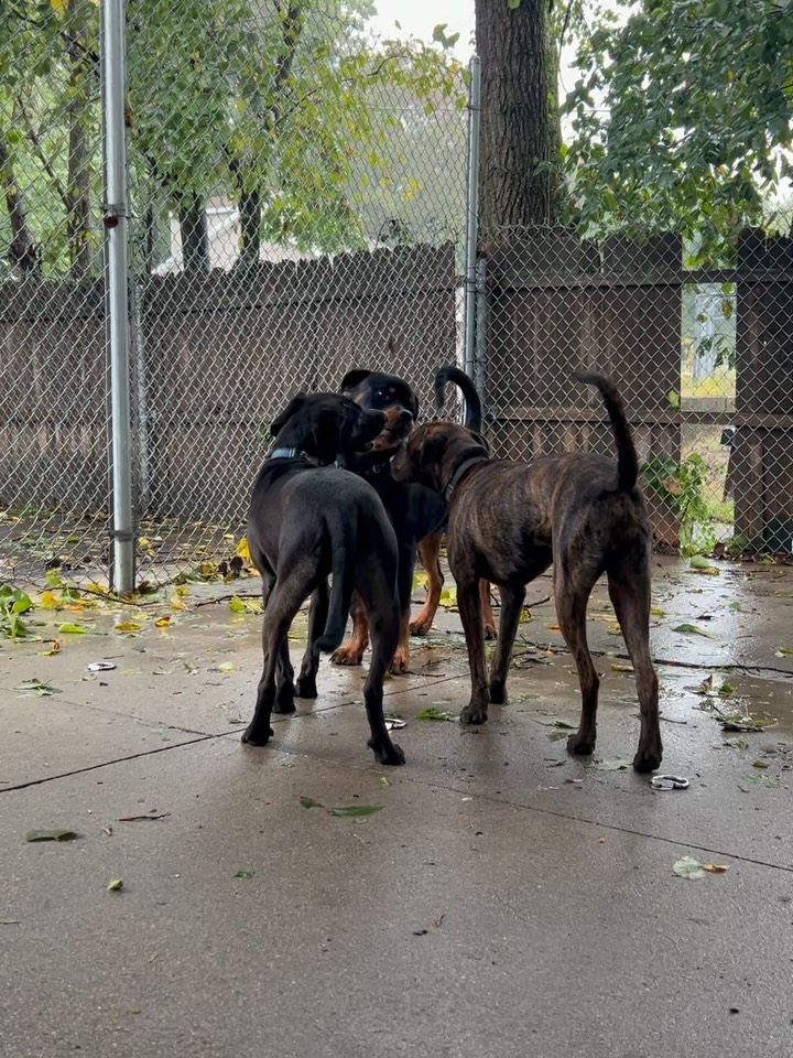 Three dogs playing together in the yard on a rainy day
