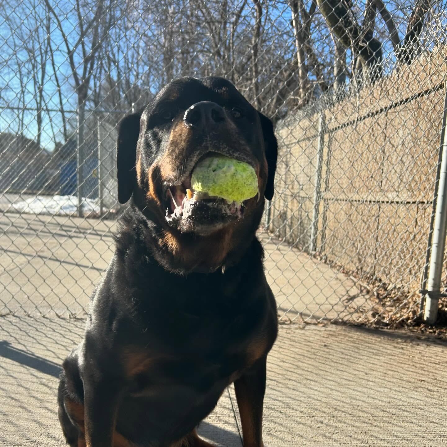 A Rottweiler holding a tennis ball