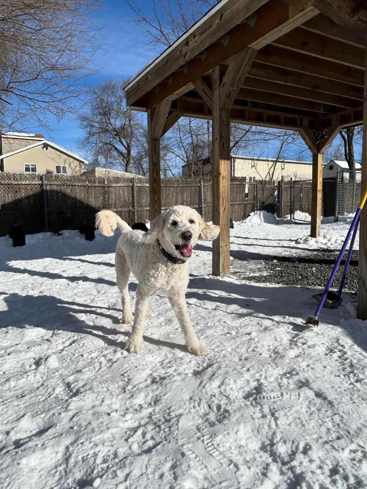 A dog exploring the snowy yard by the covered pavilion