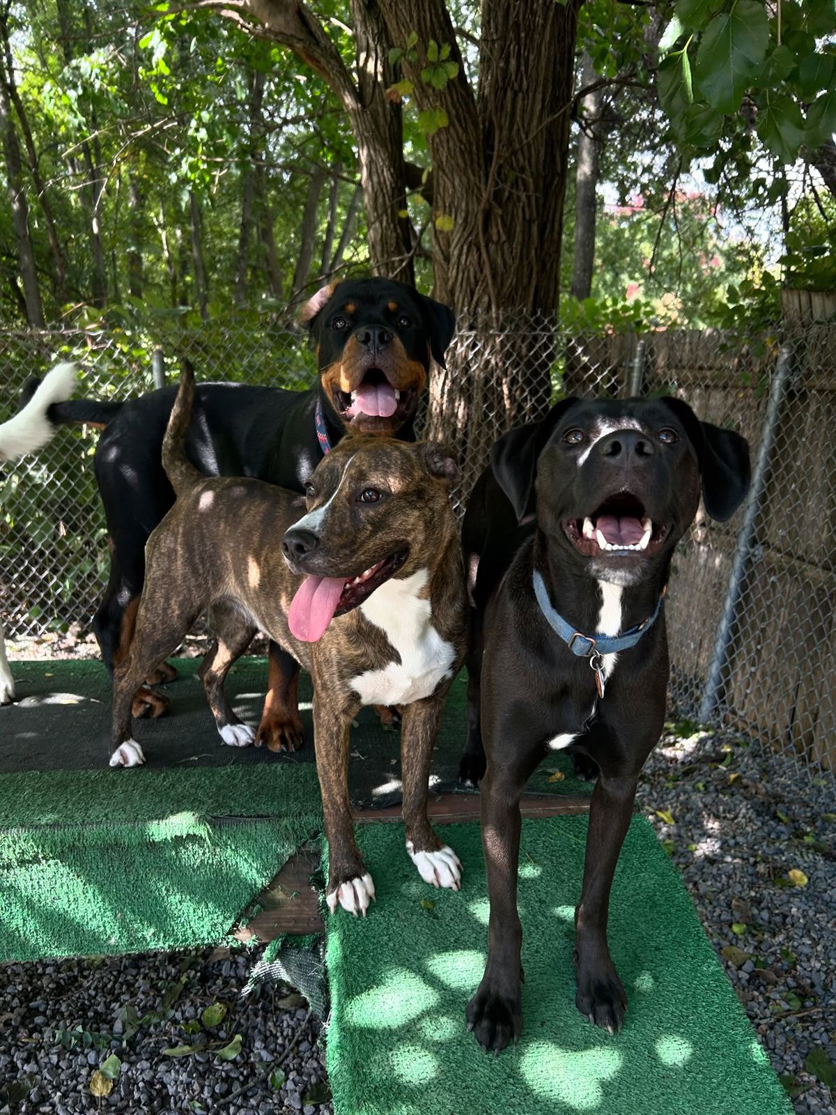 A group of dogs resting in the shade