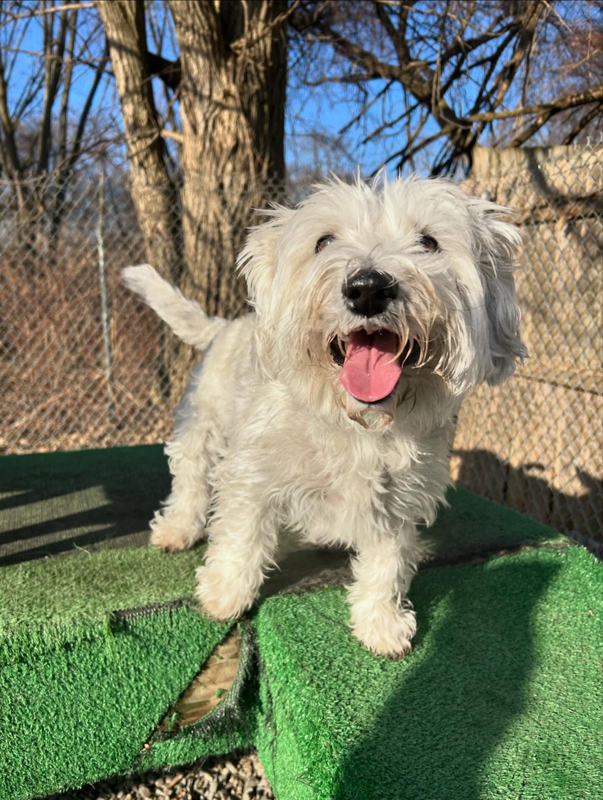 A white terrier smiling on the green agility platform