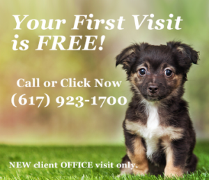 Free 1st office visit at Massachusetts Animal Medical Center Watertown MA