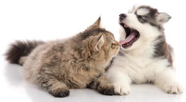 Schedule a Dental Cleaning Appointment for Your Dog or Cat