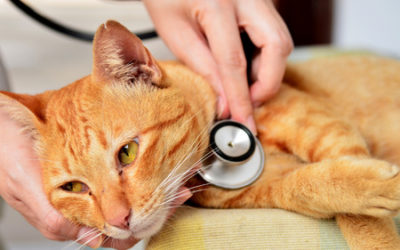 The Importance of Wellness Care for Pets