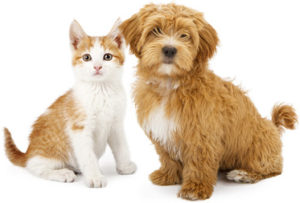 Spay or Neuter Your Cat or Dog
