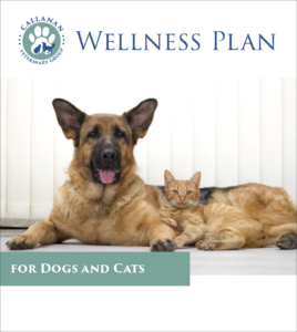 Callanan Wellness Plans for Dogs and Cats