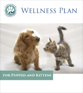Callanan Wellness Plan for Puppies and Kittens
