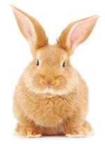 Callanan Veterinary Group Care for Rabbits