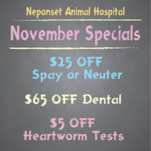 November Specials at Neponset Animal Hospital