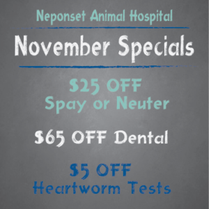 November Specials at Neponset Animal Hospital Dorchester