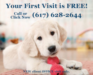 Your first visit is free at Union Square Veterinary in Somerville MA