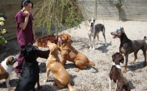 Doggy Daycare at Neponset Animal Hospital in Watertown MA