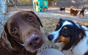 6 Reasons to love doggy daycare
