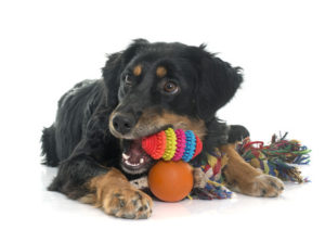 Doggy Daycare for Puppies, Active Breeds, Social Dogs
