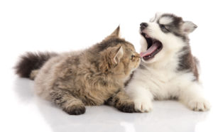 20% Off Dental Cleaning at Callanan Veterinary Group