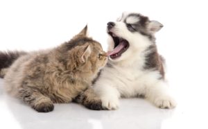 20% Off Dental Cleaning at Callanan Veterinary Group