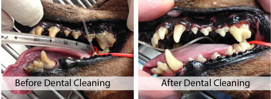 Dental Cleaning - Before and After - Callanan Veterinary Group