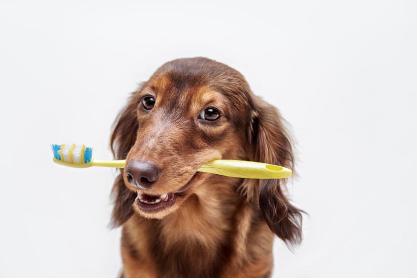 9 Signs Your Pet Needs Dental Care