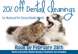 20% Off Cleanings for National Pet Dental Health Month